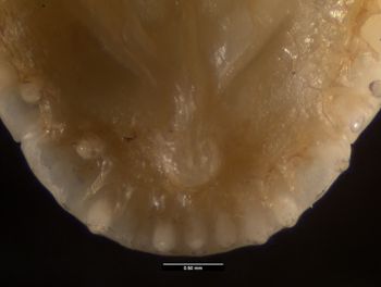 Media type: image;   Herpetology R-137300